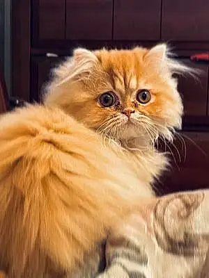 Name Persian Cat Gideon