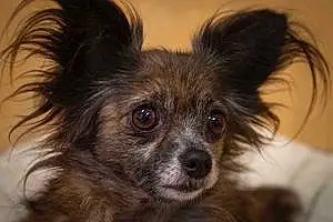 Name Chihuahua Dog Kasey