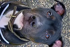 Name Staffordshire Bull Terrier Dog Jett