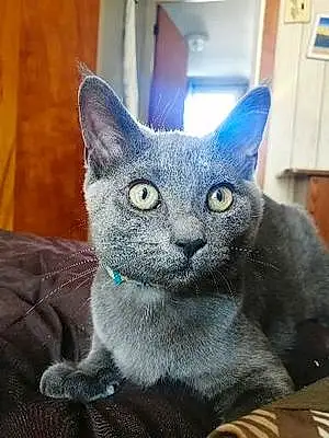 Russian Blue Cat Anastasia