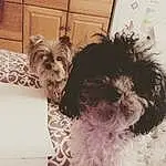 Dog, Dog breed, Carnivore, Liver, Dog Supply, Working Animal, Companion dog, Water Dog, Toy Dog, Snout, Pet Supply, Small Terrier, Terrier, Canidae, Furry friends, Yorkipoo, Maltepoo, Puppy love, Biewer Terrier