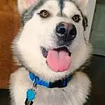 Dog, Dog breed, Carnivore, Jaw, Collar, Sled Dog, Whiskers, Companion dog, Snout, Dog Collar, Siberian Husky, Furry friends, Canidae, Pet Supply, Canis, Wolf, Dog Supply, Working Dog, Electric Blue
