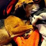 Dog, Orange, Dog breed, Carnivore, Comfort, Fawn, Companion dog, Working Animal, Snout, Close-up, Hound, Canidae, Hat, Furry friends, Dobermann, Nap, Scent Hound, Sleep, Working Dog