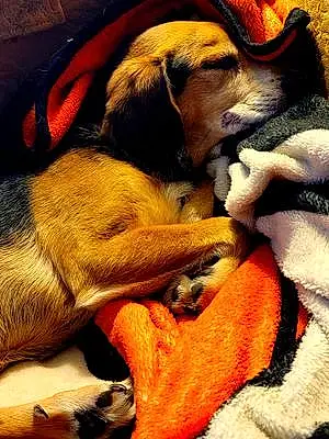 Name Beagle Dog Brantley