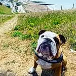 Dog, Bulldog, Plant, Sky, Carnivore, Dog breed, Grass, Companion dog, Fawn, Landscape, Wrinkle, Canidae, Adventure, Grassland, Soil, French Bulldog, Toy Dog, Working Dog, Coast
