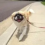 Pug, Dog, Carnivore, Dog breed, Collar, Companion dog, Fawn, Working Animal, Dog Collar, Asphalt, Snout, Toy Dog, Road Surface, Leash, Tail, Canidae, Plant, Road, Grass