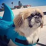 Dog, Blue, Carnivore, Hood, Dog breed, Shih Tzu, Fawn, Companion dog, Toy Dog, Liver, Sky, Snout, Electric Blue, Pet Supply, Canidae, Dog Supply, Tree, Furry friends, Tail