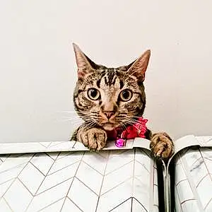 Bengal Cat Lola