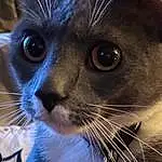 Hair, Nose, Cat, Eyes, Eyebrow, Felidae, Carnivore, Small To Medium-sized Cats, Human Body, Ear, Iris, Window, Whiskers, Fawn, Snout, Electric Blue, Close-up, Eyelash