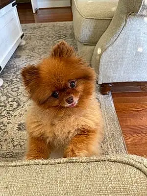 Name Pomeranian Dog Avery