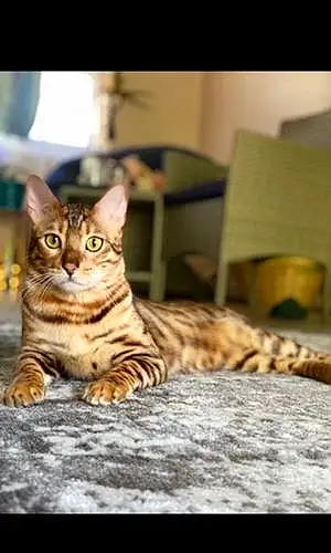 Bengal Cat Geode