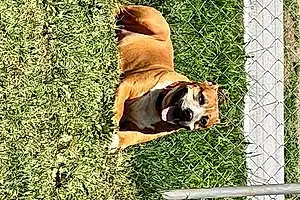 Name Boxer Dog Cassius