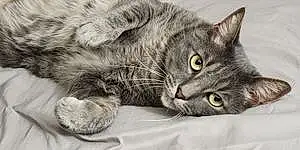 Name American Shorthair Cat Jordan