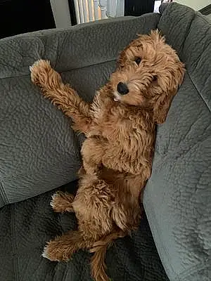 Name Goldendoodle Dog Hailey
