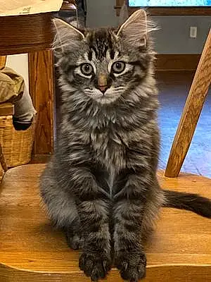 Name Maine Coon Cat Albert