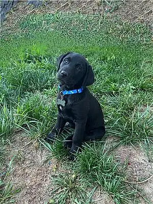 Name Labrador Retriever Dog Happy