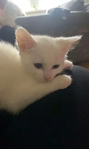 Name British Shorthair Cat Ahsoka