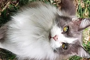 Name Ragdoll Cat Kitten