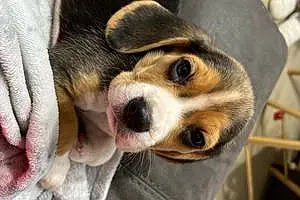 Name Beagle Dog Bertie