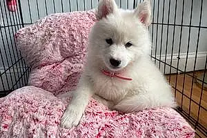 Name Alaskan Malamute Dog Duchess