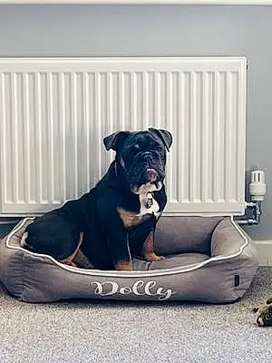 Bulldog Dog Dolly