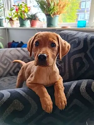 Labrador Retriever Dog Peanut
