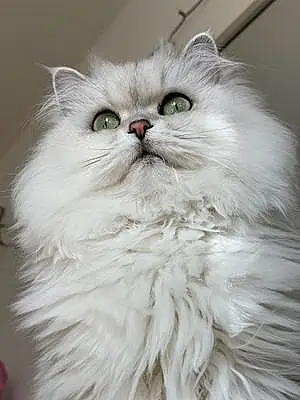 Persian Cat Floof