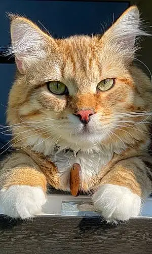 Siberian Cat Ragnar