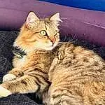 Cat, Felidae, Blue, Carnivore, Small To Medium-sized Cats, Whiskers, Fawn, Snout, Tail, Furry friends, Paw, Domestic Short-haired Cat, Claw, Terrestrial Animal, Comfort, Sitting, Tree, Wood, Foot