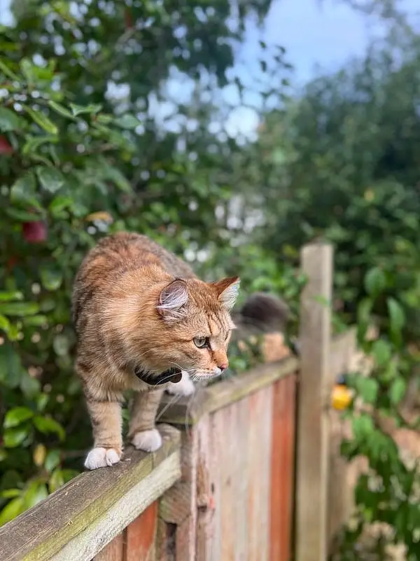 Cat, Plant, Felidae, Wood, Carnivore, Small To Medium-sized Cats, Fence, Whiskers, Fawn, Terrestrial Animal, Tree, Grass, Tail, Snout, Lynx, Furry friends, Domestic Short-haired Cat, Trunk, Canidae, Home Fencing