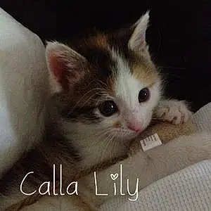 Name Cat Callie