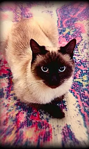 Siamese Cat Sapphire