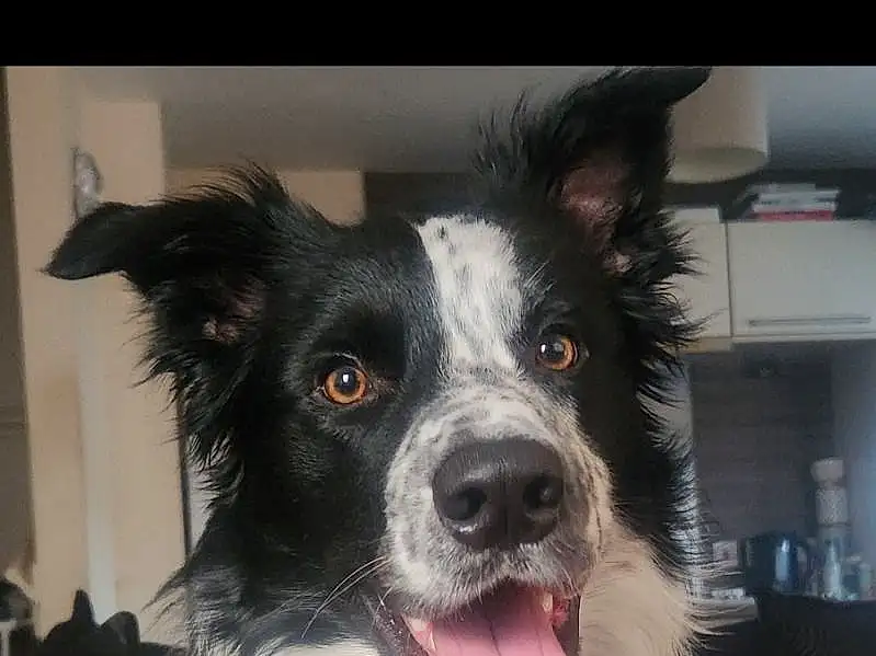 Dog, Carnivore, Dog breed, Border Collie, Companion dog, Whiskers, Herding Dog, Ear, Furry friends, Australian Collie, Working Dog, Fang, Shout, Smile