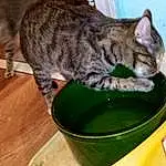 Cat, Felidae, Carnivore, Whiskers, Small To Medium-sized Cats, Snout, Wood, Tail, Terrestrial Animal, Cat Supply, Hardwood, Domestic Short-haired Cat, Furry friends, Grass, Serveware, Wood Flooring, Varnish, Dishware, Tableware, Wood Stain