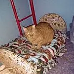 Cat, Comfort, Felidae, Carnivore, Small To Medium-sized Cats, Wood, Whiskers, Fawn, Tail, Cat Supply, Linens, Domestic Short-haired Cat, Furry friends, Room, Bedding, Bed, Hardwood, Nap, Pattern
