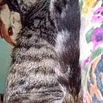 Cat, Carnivore, Felidae, Small To Medium-sized Cats, Whiskers, Snout, Tail, Close-up, Domestic Short-haired Cat, Furry friends, Paw, Claw, Pattern, Braid, Nap