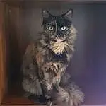 Cat, Felidae, Carnivore, Iris, Grey, Whiskers, Small To Medium-sized Cats, Window, Snout, Furry friends, Terrestrial Animal, Domestic Short-haired Cat, British Longhair, Maine Coon, Darkness, Rectangle, Tail, Paw