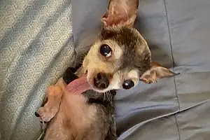 Name Chihuahua Dog Bitty
