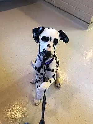 Name Dalmatian Dog Cami
