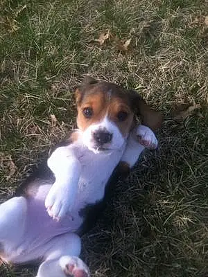Beagle Dog Daryl Dixon