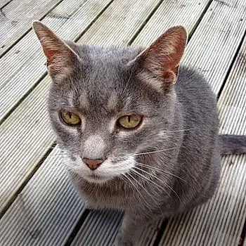Charlie Aka Grey Cat
