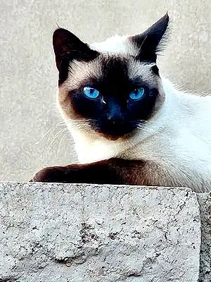 Name Siamese Cat Kitten