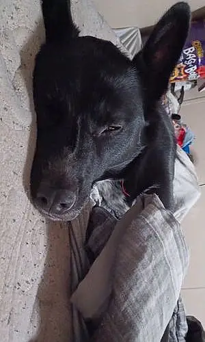 Labrador Retriever Dog Bash