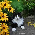 Plant, Flower, Cat, Nature, Leaf, Felidae, Carnivore, Grass, Yellow, Small To Medium-sized Cats, Whiskers, Morning, Petal, Groundcover, Herbaceous Plant, Annual Plant, Flowering Plant, Tail, Flowerpot