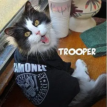 Trooper The Handicapped Kitten