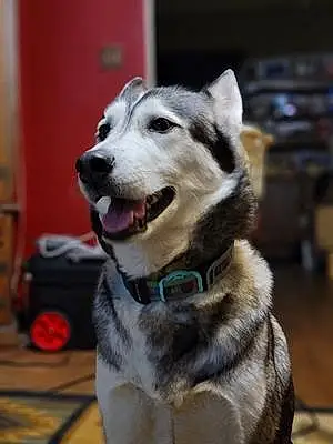 Name Husky Dog Akira