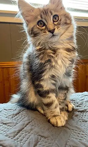 Name Maine Coon Cat Doc