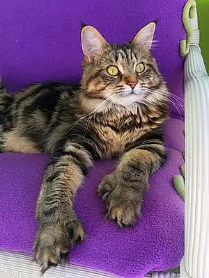 Name Maine Coon Cat Brie