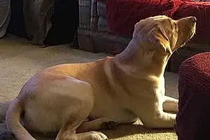 Name Labrador Retriever Dog Dudley