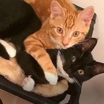 Marmalade And Mittens